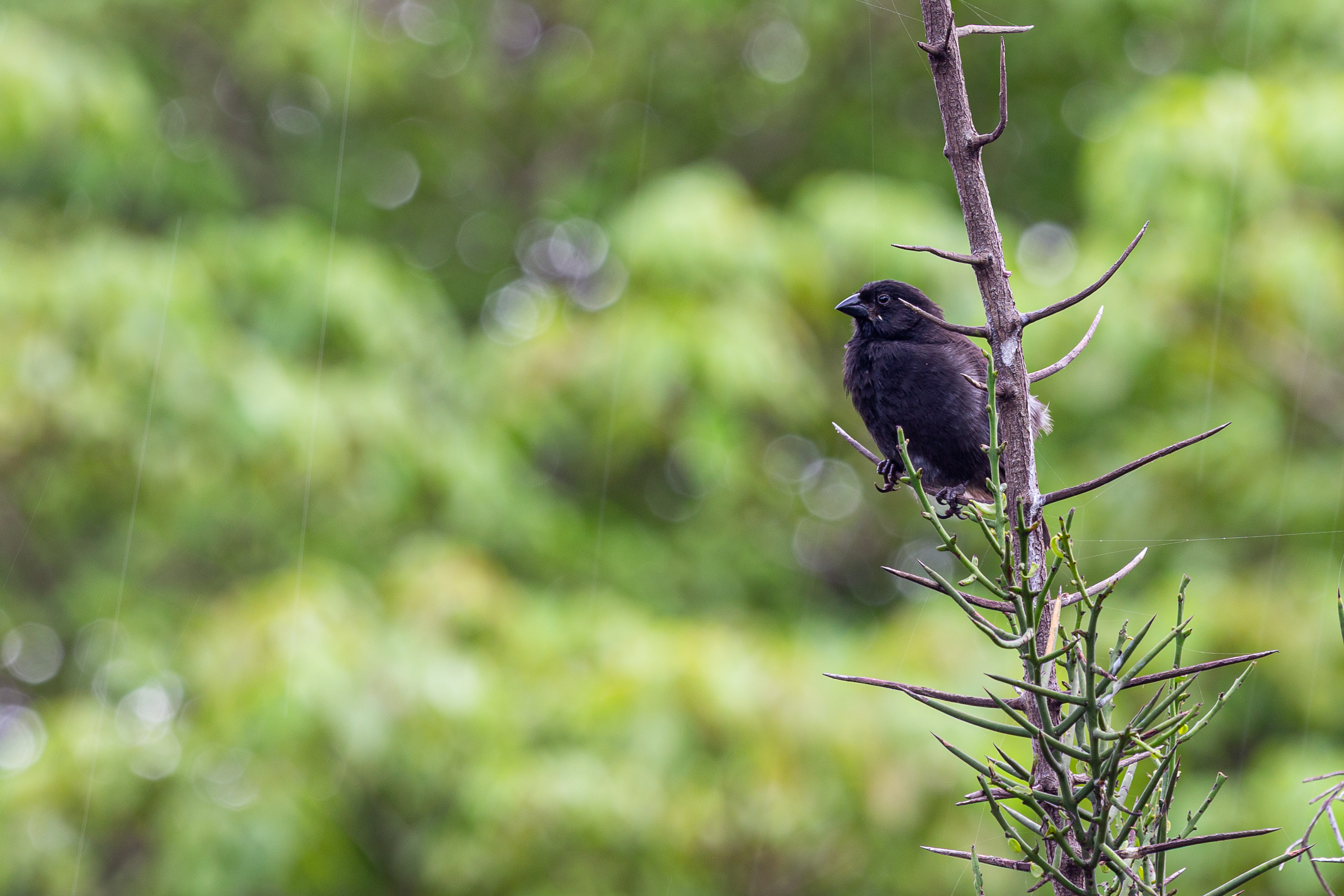 Dark finch perched on a thorny stem with a blurred green background